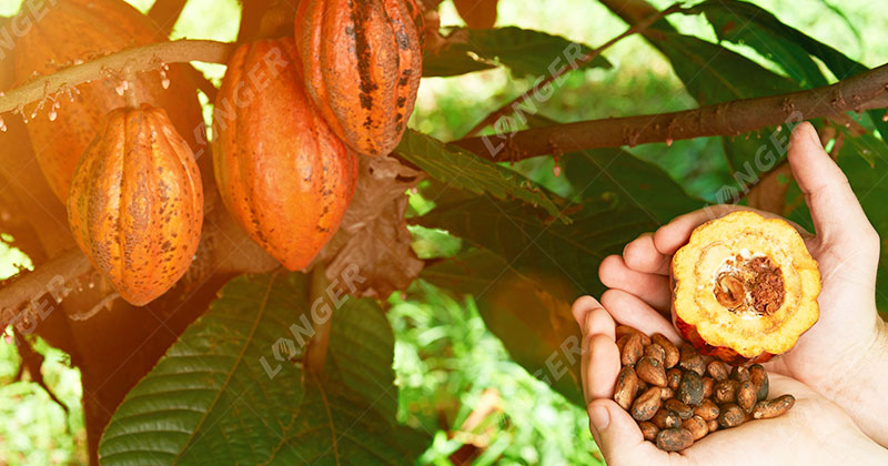 Processus De Fabrication De Tablette De Chocolat - Récolte Du Cacao